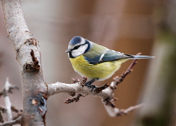 sýkorka belasá Parus caeruleus