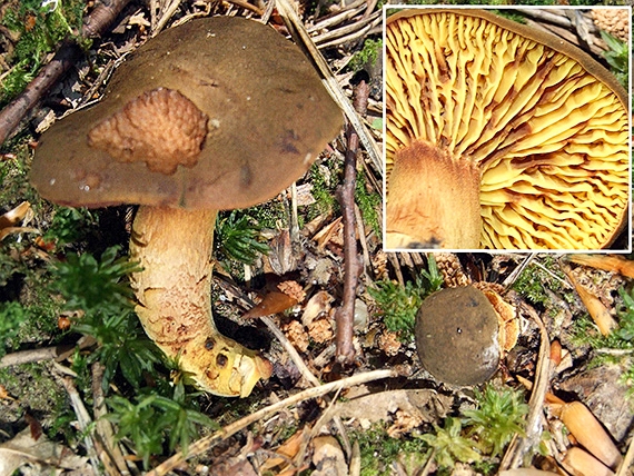 lupeňopórovec červenožltý Phylloporus rhodoxanthus (Schwein.) Bres.