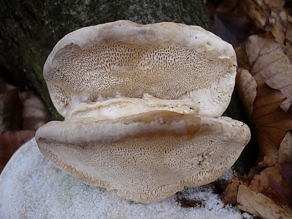 trúdnikovec hrbatý Trametes gibbosa (Pers.) Fr.