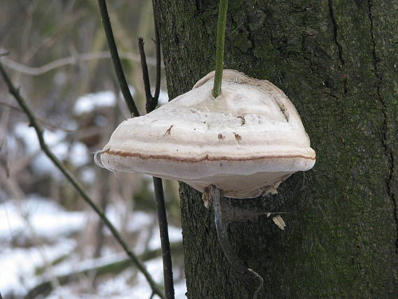 práchnovec kopytovitý Fomes fomentarius (L.) J.J. Kickx