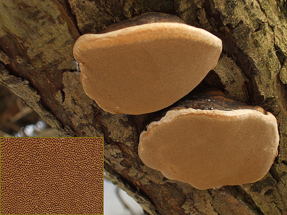 ohňovec obyčajný Phellinus igniarius (L.) Quél.