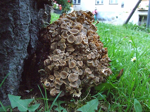 trúdnik klobúčkatý Polyporus umbellatus (Pers.) Fr.