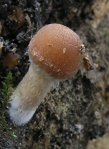 drobuľka vodomilná Psathyrella piluliformis (Bull.) P.D. Orton