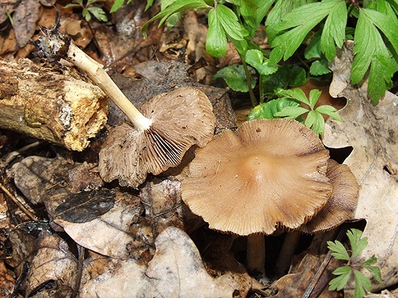 drobuľka hnedosivá Psathyrella spadiceogrisea (Schaeff.) Maire