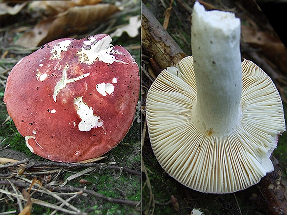 plávka Russula sp.