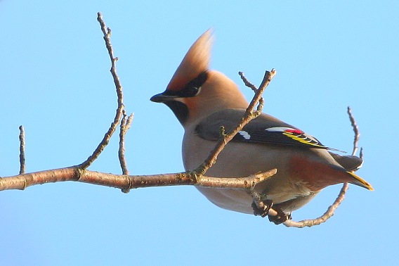 chochláč severský Bombycilla garrulus