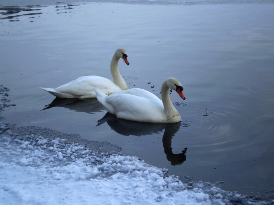 labuť hrbozobá-Labuť velká Cygnus olor