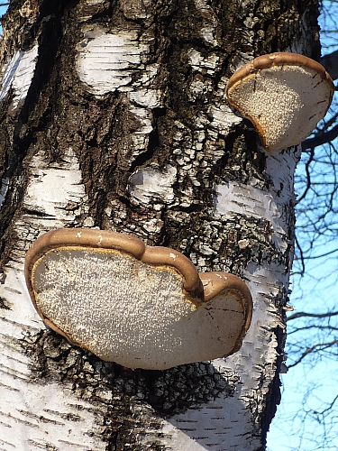 brezovník obyčajný Fomitopsis betulina (Bull.) B.K. Cui, M.L. Han & Y.C. Dai