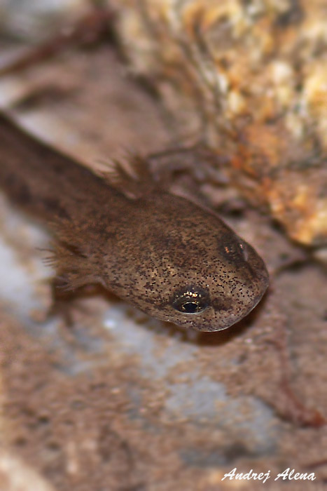 salamandra škvrnitá Salamandra salamandra