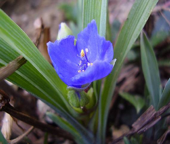 tradescantia Tradescantia sp.