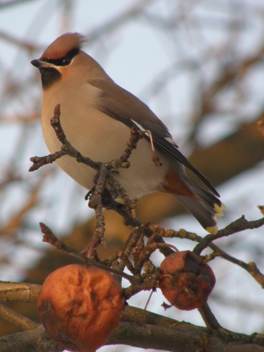 chochláč severský Bombycilla garrulus