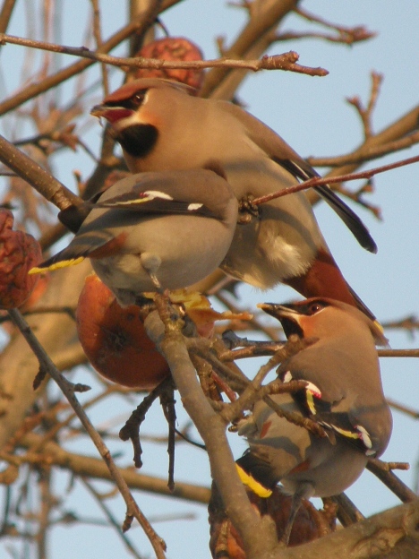 chochláč severský Bombycilla garrulus