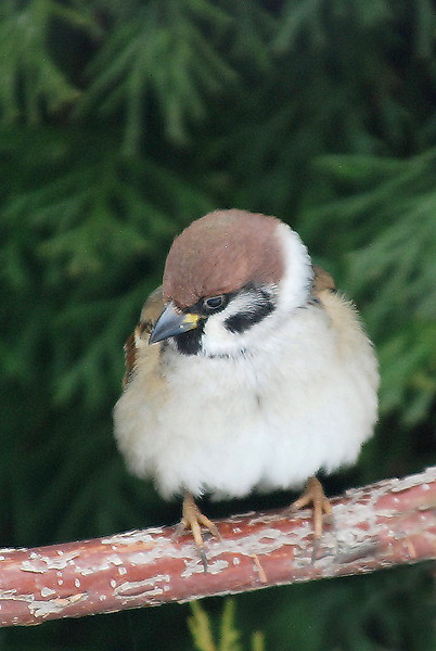 vrabec poľný Passer montanus