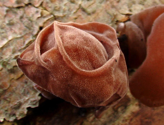 uchovec bazový Auricularia auricula-judae (Bull.) Quél.