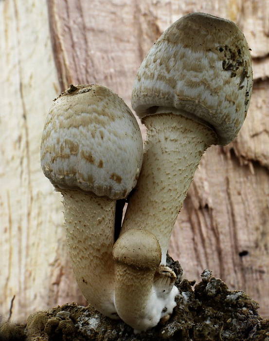 hnojník Romagnesiho Coprinopsis romagnesiana (Singer) Redhead, Vilgalys & Moncalvo