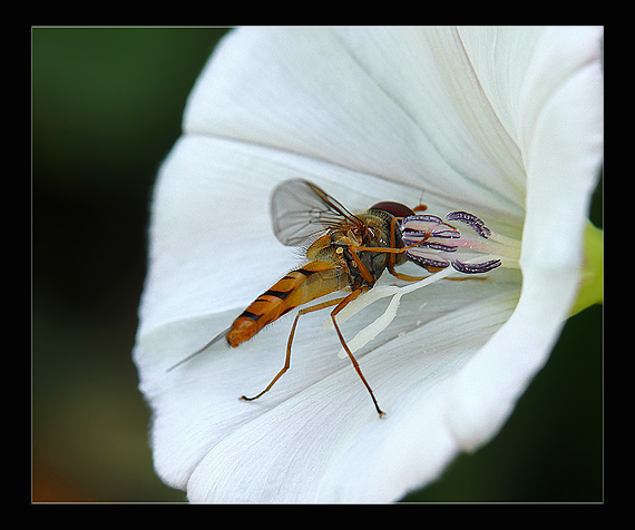 pestrica ríbezľová  (Syrphus ribesii)