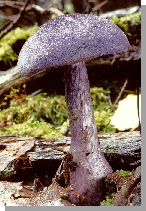 pavučinec fialový - Pavučinovec fialový Cortinarius violaceus  (L.) Gray