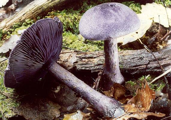 pavučinec fialový - Pavučinovec fialový Cortinarius violaceus  (L.) Gray