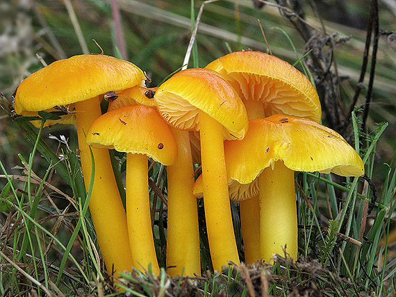 lúčnica citrónovožltá Hygrocybe chlorophana (Fr.) Wünsche