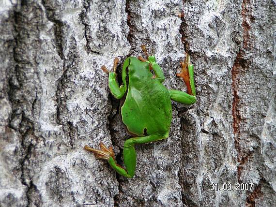 rosnička zelená Hyla arborea