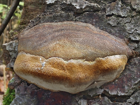 ohňovec Hartigov Phellinus hartigii (Allesch. & Schnabl) Pat.