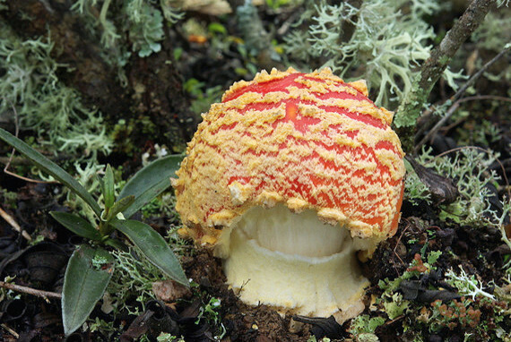 muchotrávka červená Amanita muscaria var. inzengae