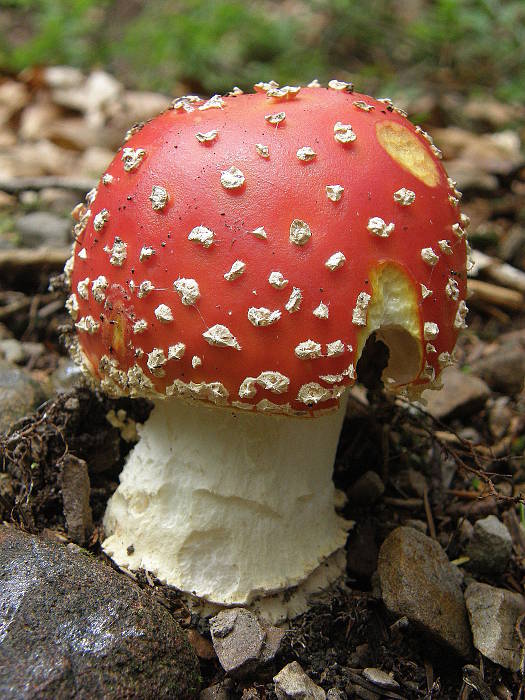 muchotrávka červená. Amanita muscaria (L.) Lam.