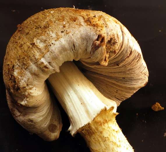 hnojník Romagnesiho Coprinopsis romagnesiana (Singer) Redhead, Vilgalys & Moncalvo