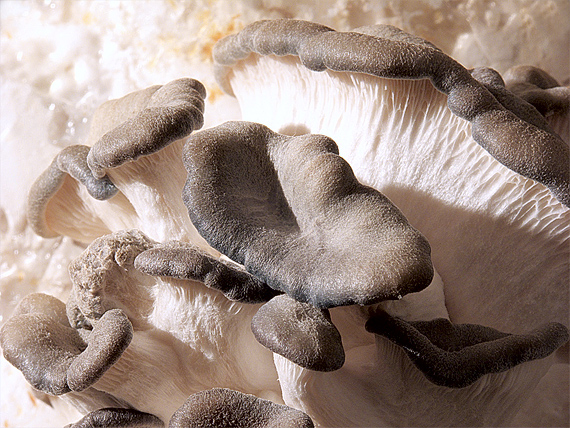 hliva ustricovitá Pleurotus ostreatus (Jacq.) P. Kumm.