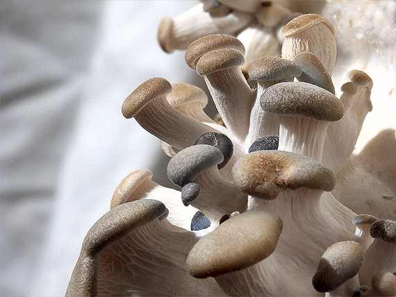 hliva ustricovitá Pleurotus ostreatus (Jacq.) P. Kumm.