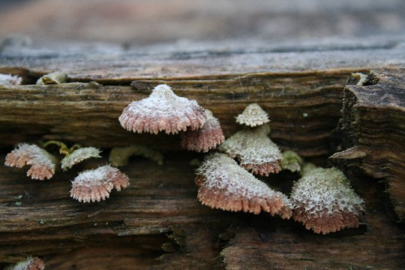 klanolupeňovka obyčajná Schizophyllum commune Fr.