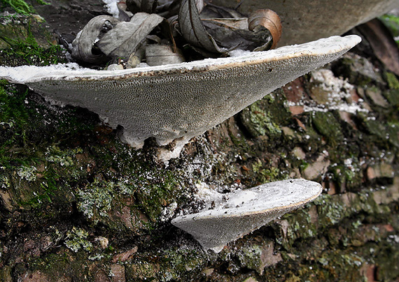 trúdnikovec hrbatý Trametes gibbosa (Pers.) Fr.