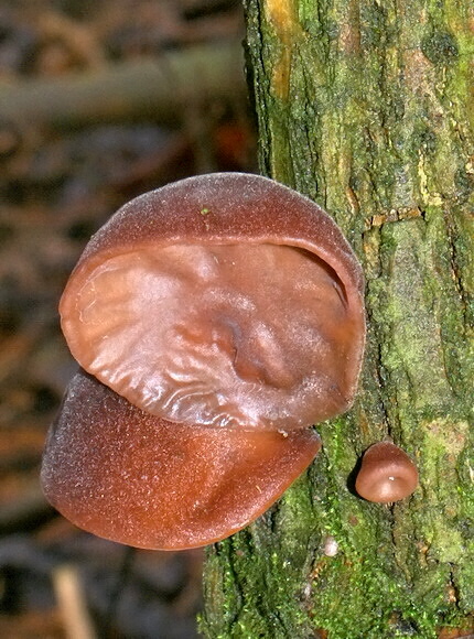 uchovec bazový Auricularia auricula-judae (Bull.) Quél.