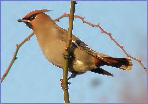 brkoslav severní Bombycilla garrulus