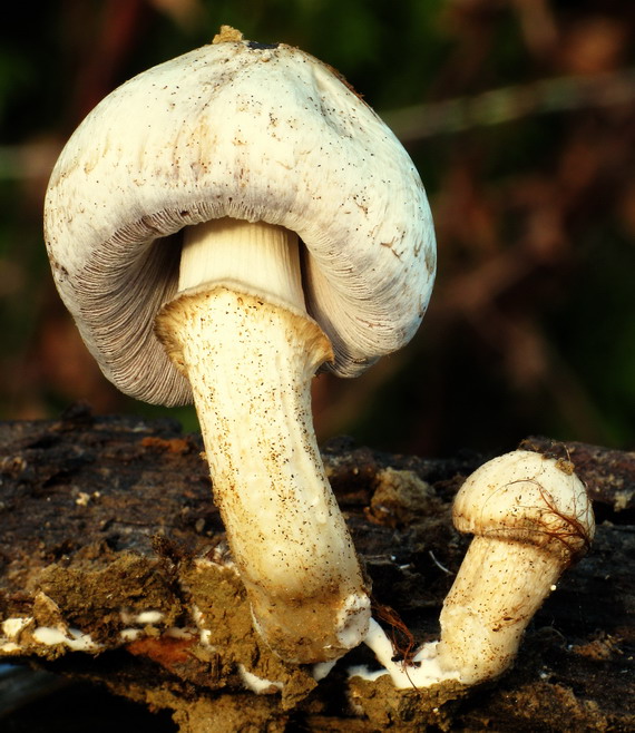 hnojník Romagnesiho Coprinopsis romagnesiana (Singer) Redhead, Vilgalys & Moncalvo