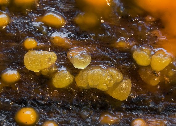 slzovec Dacrymyces sp.