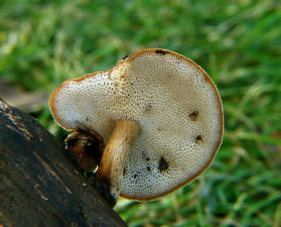 trúdnik zimný Lentinus brumalis (Pers.) Zmitr.