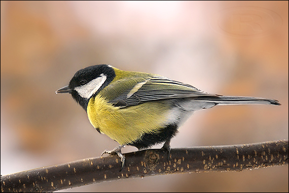 sýkorka bielolíca Parus major