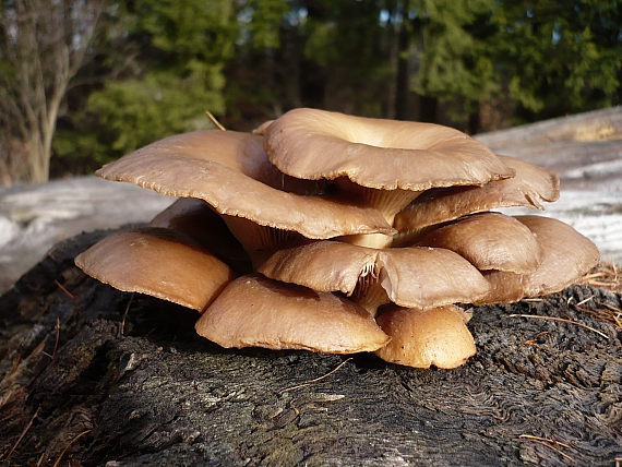 hliva ustricovitá Pleurotus ostreatus (Jacq.) P. Kumm.