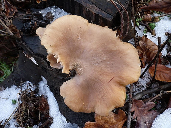 hliva ustricovitá Pleurotus ostreatus (Jacq.) P. Kumm.