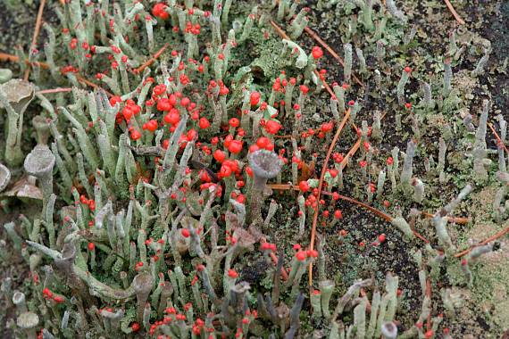 dutohlávka červenoplodá Cladonia macilenta Hoffm.