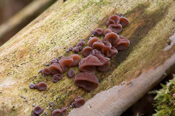 ucho Jidášovo-boltcovitka Hirneola auricula judae