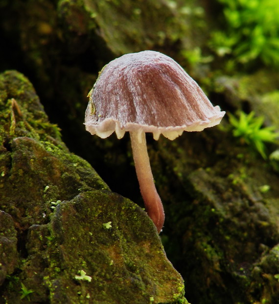 prilbička Mycena sp.