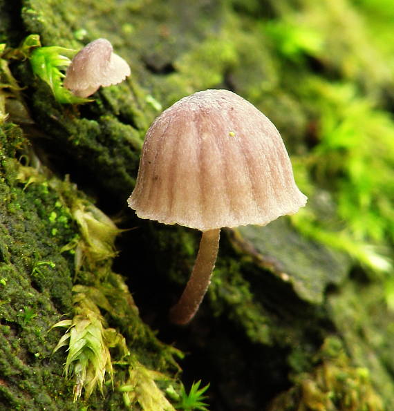 prilbička Mycena sp.