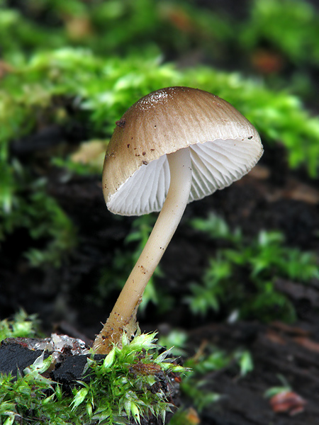 prilbička hnedosivá Mycena tintinnabulum (Paulet) Quél.