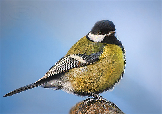 sýkorka bielolíca  Parus major