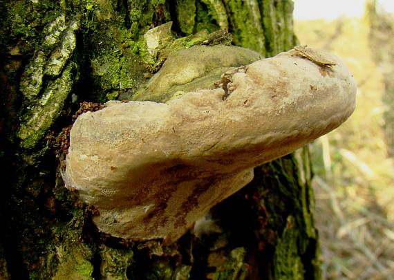 ohňovec obyčajný Phellinus igniarius (L.) Quél.