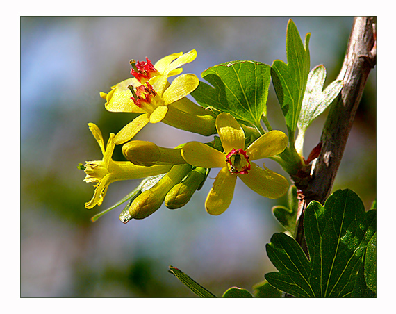 ríbezľa zlatá Ribes aureum Pursh