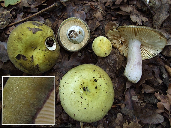 plávka fialovohlúbiková Russula violeipes Quél.