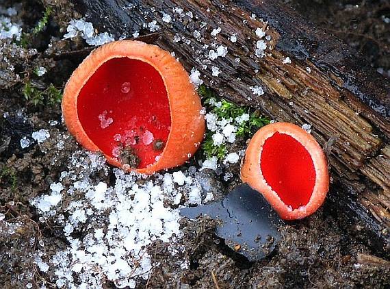 ohnivec šarlátový Sarcoscypha coccinea (Gray) Boud.